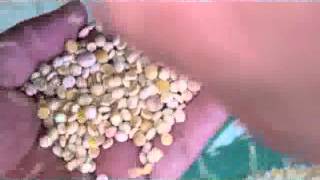 Showing Bean Processing Line Peeling Polish Effect Video