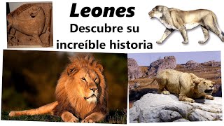 La increíble historia evolutiva de los leones