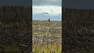 Lièvre défend sa portée face à un rapace