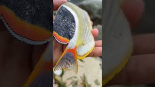 Ikan Kepe-Kepe Monalisa (Saddled Butterflyfish) #shortsvideo #shortvideo