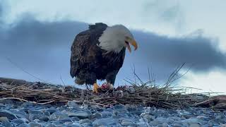 Baldeagles of Homer Spit. Alaska