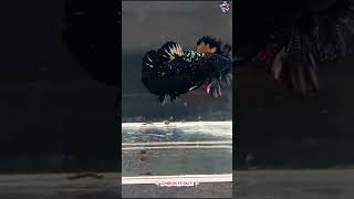 Black galaxy Betta#shorts