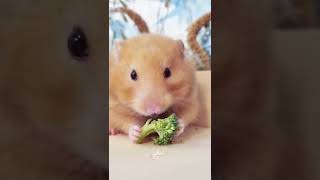 Hamster 🐹 Yum yum yum