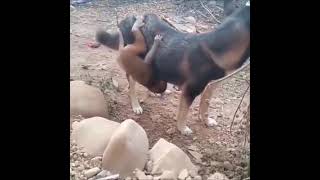 #amazing #trending #dog #monkey Dog Adopting Monkey...