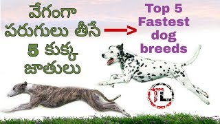 Top 5 Fastest Dog Breeds | popular dogs in Telugu