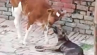 ❤️🥺Animals also have feelings for other animals 🥺😘, Animal lover 🙏#viral  #video  #animals