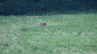 Jeleň lesný ( Cervus elaphus ) na večernej paši | LOVU ZDAR TV