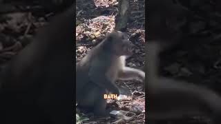 Monkey steals phone and runs away