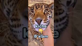 como se dice JAGUAR en idioma keqchi, idioma kiche, idioma arabe