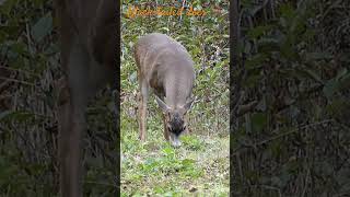 Black-tailed deer / Cerf à queue noire #canada #wildlife #deer #cerf