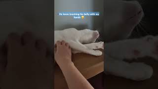 When I'm at home | Cat diaries | White Cat