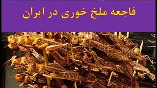 فیلمی درد آور از ملخ خواری مردم ایران، کارمان قرار بود به اینجا برسد