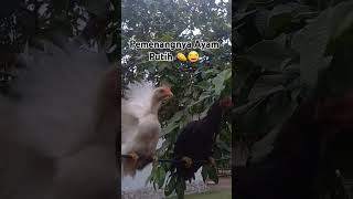 Ayam Lucu PART 2, Pemenangnya Ayam Putih 👏😂 #ayamluculucu #chicken #fypシ゚viral #seru