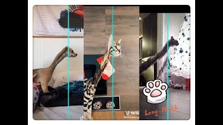 🦒🦒🦒Long Neck #Time Warp Scan#😂Funniest compilation--Dec.9  2020