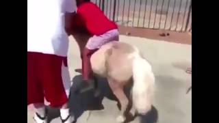 black kid on pony