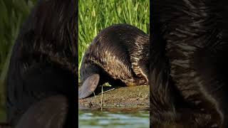 CASTOR DA EURÁSIA #shorts #curiosidades #animals #fatos #animais #shortvideo #youtubeshorts #short