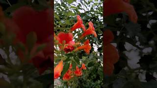 Trumpet Vine Flowers | Heavy Flowering #trumpet #vine #flowers #shorts