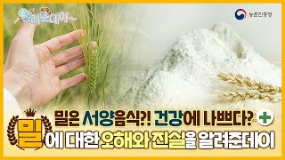 [알려준데이 2화] 🤩밀에 대한 오해와 진실을 알려준데이[]~(￣▽￣)~*