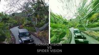 Human Vision VS Jumping Spider Vision