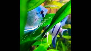 #angelfishbreeding #highlights #trendingshorts #trendingreels #1m #reelsindia #viralvideo #aquarium