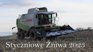 Kukurydza 2023 || Styczniowe żniwa || Claas Lexion 530 ||