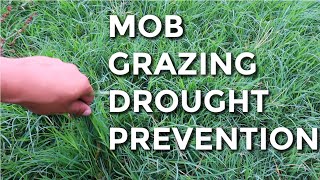 Drought Puts Mob Grazing To The Test