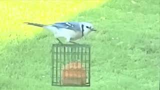 Bluejays Spin