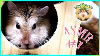 Hamster eating sunflower seed cute hamster ASMR #1