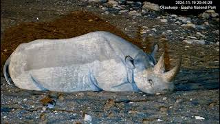 Black Rhino taking a nap