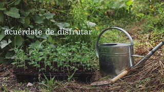 Decimos adiós al huerto de verano para plantar el huerto de otoño - No te olvides de disfrutar