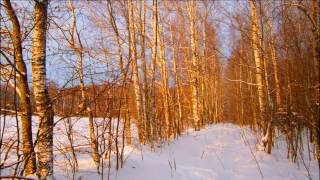 Зима в лесу.  Winter in the forest.   Russia.