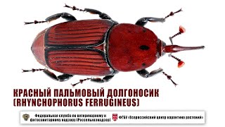 Красный пальмовый долгоносик (Rhynchophorus ferrugineus)