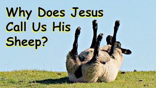 Why Does Jesus Call Us Sheep?