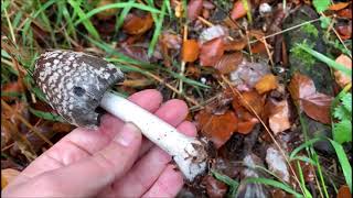 Spechttintling - Coprinus picaceus