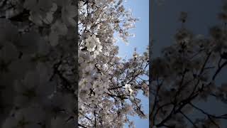 Lovely spring #spring #shortsvideo #beautiful #flowers