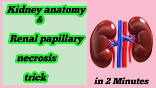 renal papillary necrosis