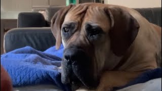 Big Boerboel Molly’s Saturday Morning Breakfast #boerboel #shortvideo #trending