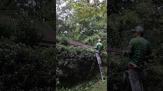 TRIMMING DOWN OVERGROWN HEDGES #fyp #trimming #shorts