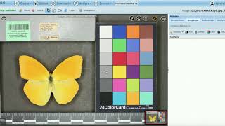 Measuring Specimens Using BisQue