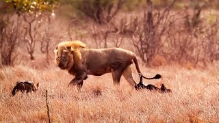 This is why jackals are not afraid of lions, unbelievable