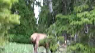 bull elk up close