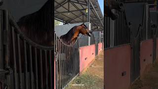 Arabian horse restlessness😍|بی قراری اسب عربی😍#horse #cavalo #اسب #حصان