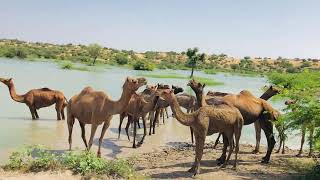 Camels in desert 🏜 | جمال في الصحراء 🏜