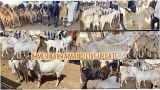 30MARCH SATURDAY AJMER BAKRA MANDI LIVE UPDATE/goat market cover with price/Rajasthan biggest market