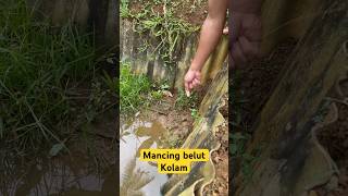 Mancing belut kolam #part20 #mancing #belut #kolam #shortvideo