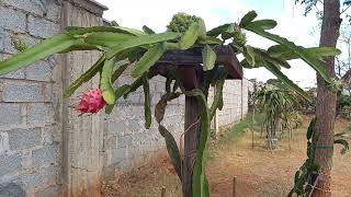 WE VISITED VIPINGO DRAGON FRUIT FARM AGAIN (PART 1)