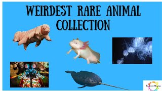 Weirdest Rare animal collection #weirdanimals #sciencefacts