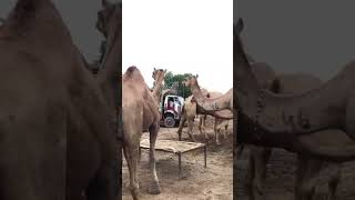 amazing camels🐫 video #camel #youtubeshorts #animals #youtube #viralvideo