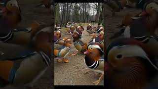 Duck colorful #shortvideo #youtubeshorts #duck