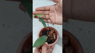 Repotting Hoya Plant Propagated Cuttings - Hoya Benvergarai// Hoya Plant Care Indoor